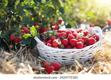 Strawberry field on fruit farm. Fresh ripe organic strawberry in white basket next to strawberries bed on pick your own berry plantation. - Powered by Shutterstock