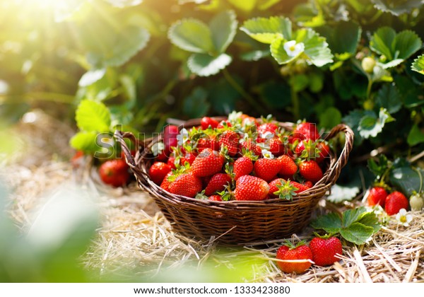 Strawberry field on fruit farm. Fresh ripe\
organic strawberry in white basket next to strawberries bed on pick\
your own berry\
plantation.