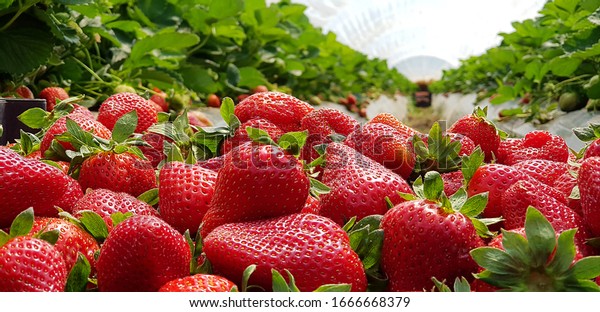 Strawberry field on fruit farm. Fresh ripe organic\
strawberry in basket