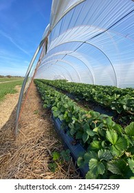 Strawberry field under greenhouse tarpaulin - Shutterstock ID 2145472539