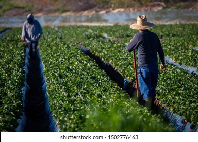 Strawberry Field Worker With Shovel Looking Back At Another Field Worker