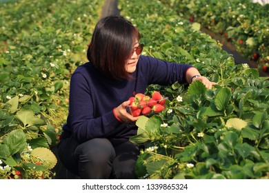 Strawberry fields in Namyangju-si, Korea - February 2019 : It is the woman who is picking strawberry in the green house as it’s season approaches