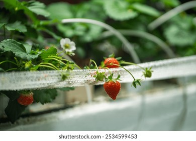 Strawberry filled greenhouse shelf with specialized pollination, fertilization, irrigation systems. Strawberry Polka, urban eco friendly gardening with microclimate protect from outdoor pollution - Powered by Shutterstock