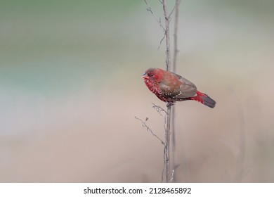 Strawberry Finch Or Red Avadavat