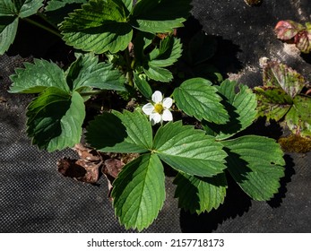 Strawberry Flower With Detailed Varying Length Stamens (androecium) Arranged In A Circle And Surrounded By White Petals On A Green Strawbery Plant Growing In A Garden