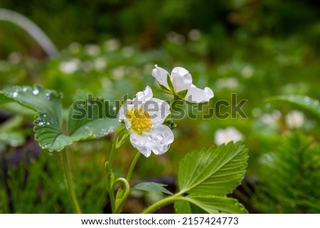 Strawberry flower in the morning. Dew drops on strawberry flower and leaves in the garden. Protection of plants from powdery mildew