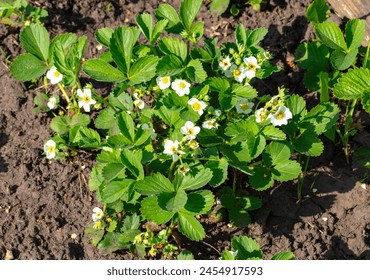 Strawberry flowers in the vegetable garden in spring. - Powered by Shutterstock