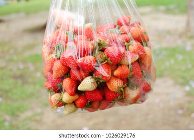  Strawberry Fragaria Chiloensis Duchesne. 