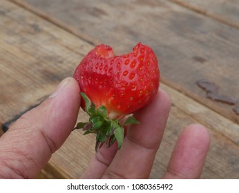 Strawberry : Fragaria Chiloensis Duchesne