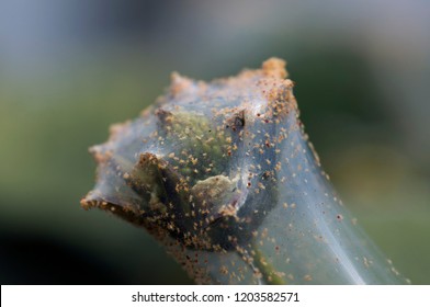 Strawberry Fruit Infested With Spider Mites