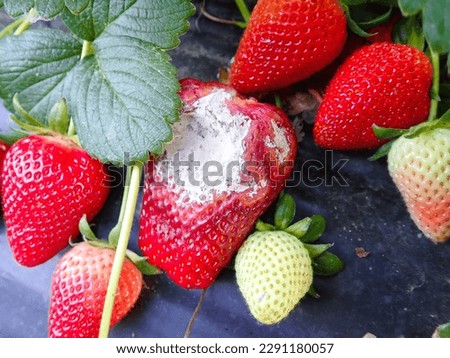 Strawberry fruit with white spot fungus. Gardening, horticulture and organic agriculture concept, Rotten strawberries, mould strawberry, rotten fruit background, moldy strawberries in garden, close-up