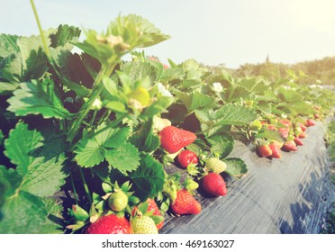 strawberry fruits in growth at garden