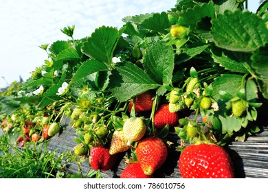 strawberry fruits in growth in garden