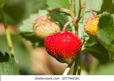 Strawberry In The Garden Close Up