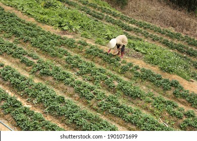 Strawberry garden from high angle. Farmer on harvesting strawberry in Dalat countryside