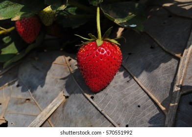 strawberry garden at North of Thailand - Shutterstock ID 570551992