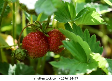 Strawberry in the garden in the village Kazimirawka, Belarus  - Shutterstock ID 1896424477