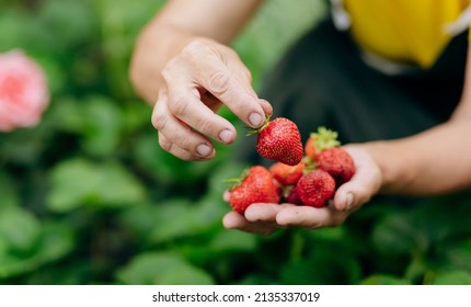 Strawberry grower gardener working in the greenhouse with harvest, woman holding berries - Powered by Shutterstock