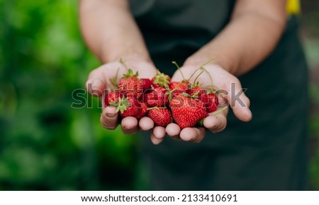 Strawberry grower gardener working in the greenhouse with harvest, woman holding berries