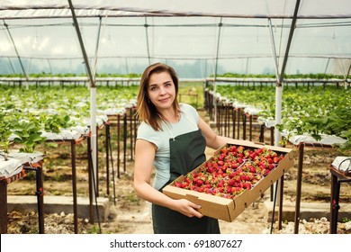 Strawberry growers engineer working in  greenhouse with harvest, woman  with box of berries - Powered by Shutterstock