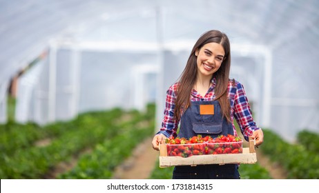 Strawberry growers with harvest,Agricultural engineer working in the greenhouse. Female greenhouse worker with box of strawberries, woman picking berrying on farm,strawberry crop