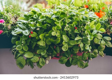 Strawberry is growing in balcony garden. Close up - Powered by Shutterstock