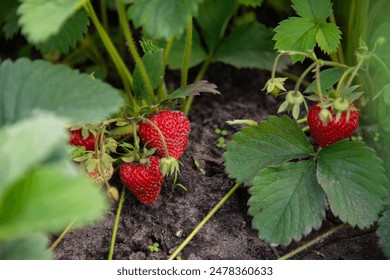 Strawberry growing in soil, close up. Green foliage, dark fertile soil particles. Beautiful red berry dangling from the stem. Maturing strawberry fruit in cluster. June harvest in the garden.  - Powered by Shutterstock