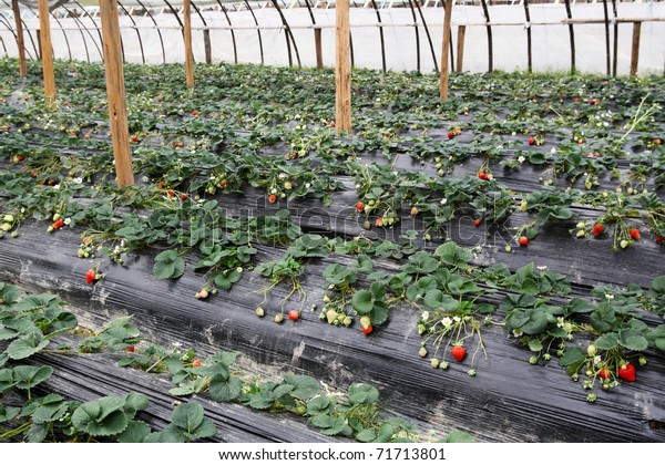strawberry grown in the greenhouse