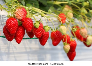 Strawberry grown in greenhouse, Sanmu city, Chiba, Japan