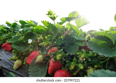 strawberry in growth at garden