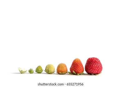 Strawberry growth isolated - Shutterstock ID 655271956