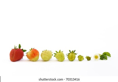 Strawberry growth isolated on white - concept