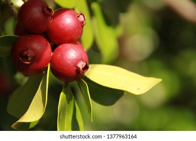 Strawberry Guava Berries On Tree, Autumn, New Zealand