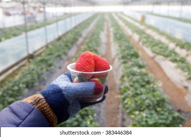 Strawberry in hand, Strawberry fields at South Korea