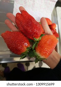 Strawberry in hand, large size 