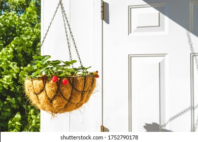 Strawberry In Hanging Basket With Coconat Liner At The Condo Balcony. Gardening, Hobby, Organic Produce, Green Home Concept