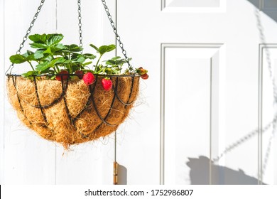 Strawberry In Hanging Basket With Coconat Liner At The Condo Balcony With White Door. Gardening, Hobby, Organic Produce, Green Home Concept