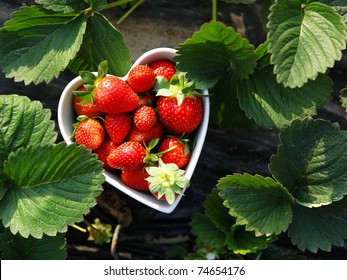 Strawberry In Heart Shape Bowl