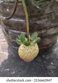 Strawberry is a hybrid species of genus fragaria. The scientific name is fragaria x ananassa. This is a beautiful white colour juicy strawberry of my garden.