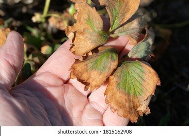 Strawberry Leaf Damage As Symptoms Of Fusarium Wilt