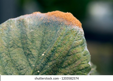 Strawberry Leaf Damaged By Spider Mite Infestation 