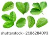 strawberry leaves isolated