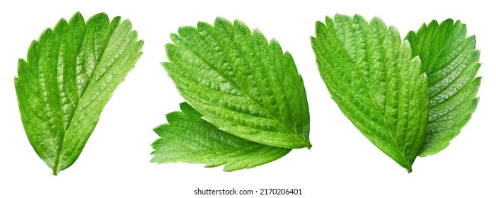 Strawberry leaf isolated on white background. Collection strawberry leaf. Clipping path strawberry leaf. - Shutterstock ID 2170206401