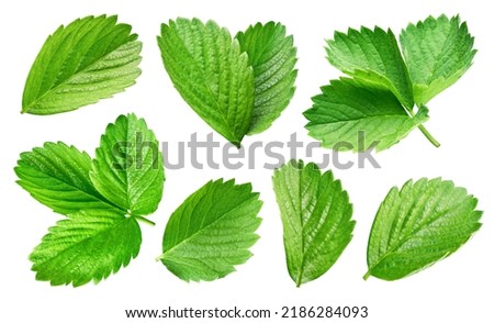 Strawberry leaf. Strawberry leaf isolated on white background. Strawberry leaf with clipping path