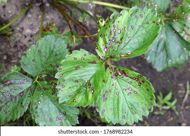 Strawberry Leaf Spot - Fungal Disease Caused By Mycosphaerella Fragariae