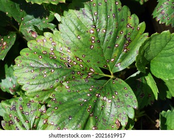 Strawberry Leaf Spot - Widespread Fungal Disease Caused By Mycosphaerella Fragariae Fungus. Symptoms On The Foliage Of Garden Strawberries