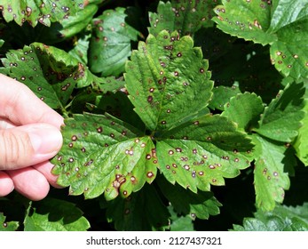 Strawberry leaf spot - widespread fungal disease caused by Mycosphaerella fragariae fungus. Female hand shows symptoms on the foliage of garden strawberries