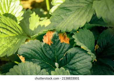 Strawberry Leaf Spot Is A Widespread Fungal Disease Caused By The Fungus Mycosphaerella Fragariae. Symptoms On The Foliage Of Garden Strawberries.