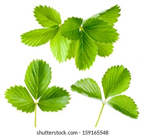 いちご 葉 の画像 写真素材 ベクター画像 Shutterstock