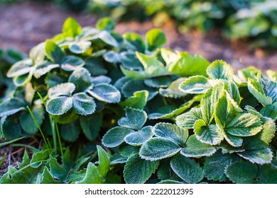 Strawberry leaves covered with frost in a cold autumn morning in the garden. Beautiful natural countryside landscape with strong blurry background.